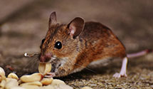 24 Hour & Emergency Exterminators in Bell Gardens, CA